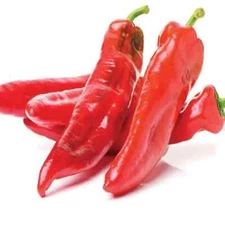 Guizeppi Chili Pepper Seeds, NuMex, Mild Hatch, Green Chile, FREE SHIPPING