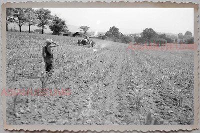 50s BEDFORD MIDDLESEX MASSACHUSETTS BOY CORN FIELD  VINTAGE USA Photograph 11853