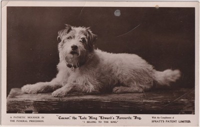 Vintage Postkarte Ceaser King Edwards Lieblingshund Sprotten Patent Werbung
