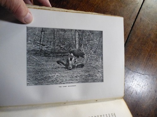 1902 BUXTON BIG GAME HUNTING & TAXIDERMY IN AFRICA SAFARI SIGNED PRESENTATN COPY - Imagen 8 de 15