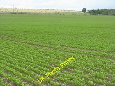 Photo 6x4 Crop fields at Huntlywood Gordon/NT6443 Possibly fodder beet i c2015