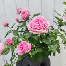 Roses various colours pink. white yellow pretty roses 30-35cm tall 13cm pot