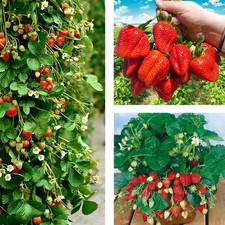 10 Stk. Erdbeerpflanze 'Albion' Klettererdbeeren, Immertragende, Erdbeeren FRIGO