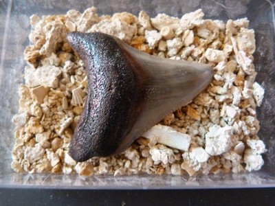 Haifischfossiler Zahn Otodus Megalodon 4cm der Faluns de Touraine