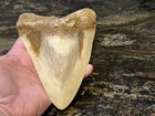LARGE Heavy Replica Megalodon Shark Tooth 6” Cool Art Ad Or Display Potential — photo 2