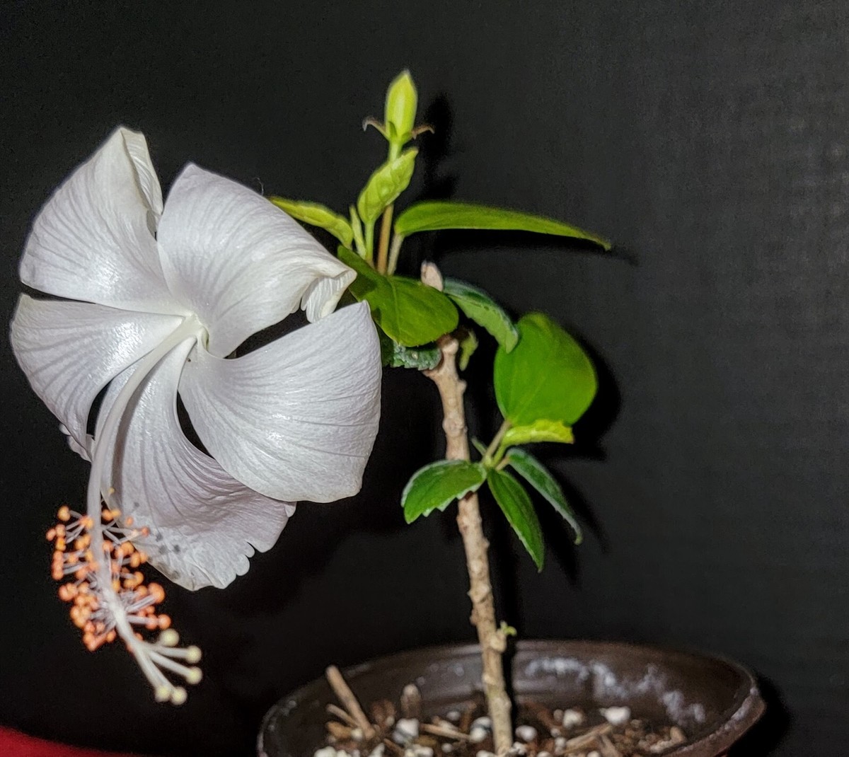 WHITE DAINTY LA FRANCE Tropical Heirloom Hibiscus Plant Pinwheel