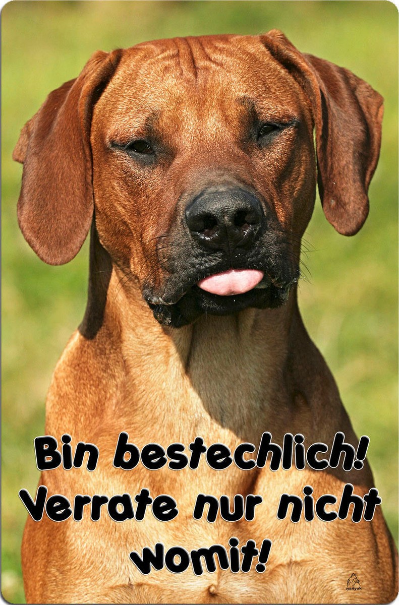 RHODESIAN RIDGEBACK Warnschild Aus Metall – Größe 30,5 X 20 Cm (A4), Aluminium 0,5 Mm, Mit Optionalen Befestigungslöchern, Hundeschild RRB 16 T7