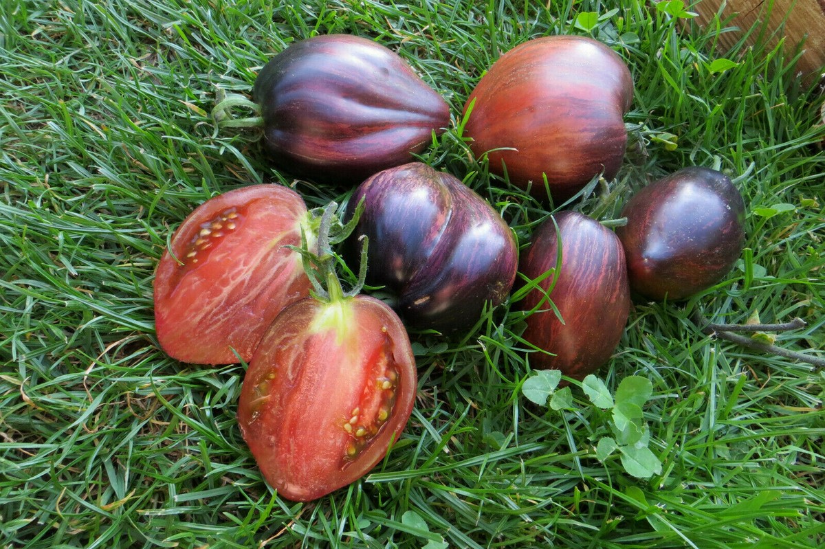 10 Graines De Tomate Rare Rebel Starfighter Prime Tomato Seeds Méth.bio | EBay - Foto 3