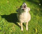 Full-Body COYOTE Taxidermy Sitting Howling — photo 4