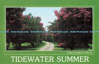 R681908 Virginia. Tidewater Sommer. Crape Myrtles in Bloom. Rowe Distributing Co