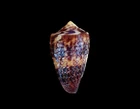 Seashells-Conus-lictor corded 35mm