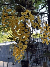 SE ASIA GOLD COINS DENDROBIUM ORCHID SPECIES lindleyi BS mounted plant