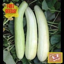 Fresh Bai Gua Seeds | Heirloom | Non-GMO | Asian Vegetable Seeds