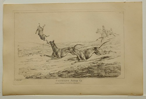 1825 HENRY ALKEN SPORTING PRINT ~ COURSING PICKING UP - Picture 3 of 3