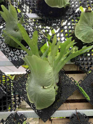 Platycerium Wandae Exotic Live Plants Free Phyto Certificate DHL Express