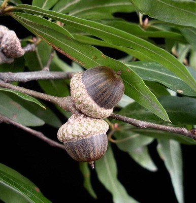 Quercus phellos - Willow Oak |.Rare Tree
