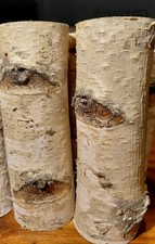 Birkenstamm Birkenast