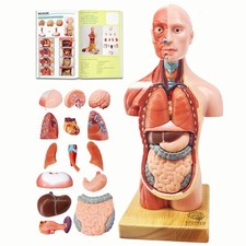 Human Torso Anatomical Model 15 Pcs Removable 11 Inch