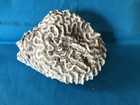 Brain Coral Natural Sea Life — photo 6