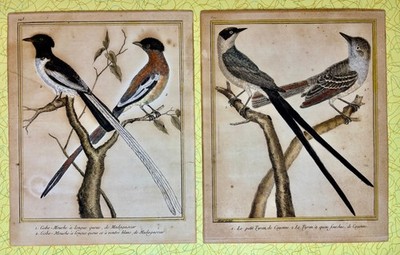 Pair Original 18th C Buffon Martinet Hand Colored Bird Engravings Laid Paper