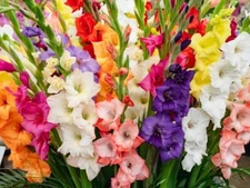 Mixed Gladiolus Flower Bulbs - 30 Bulbs Assorted Colors