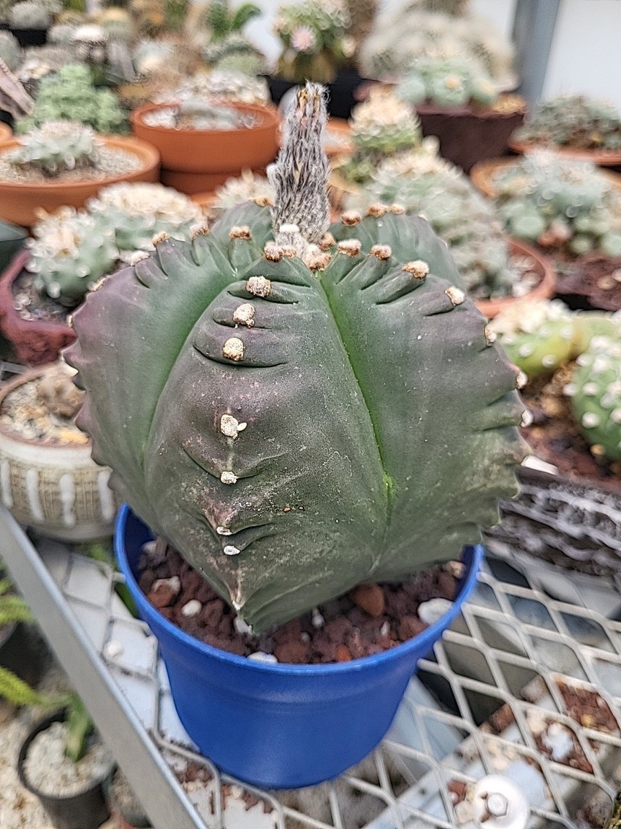Astrophytum Myriostigma Kikko Seed Grown Cactus Succulents Variegated  Specimen | eBay