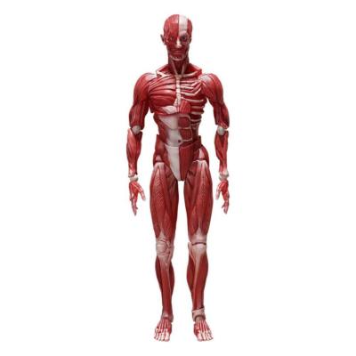 ORIGINAL CHARACTER - Human Anatomical Model Figma Action Figure #SP-142 Freeing