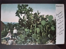 Nopalera (Prickly Pear), Mexican Desert - 1904, Rough Edges