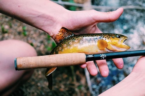 Lightweight 5-Foot Tenkara Fly Fishing Rod with Travel Case - Beginner Friendly - 第 6/6 張圖片