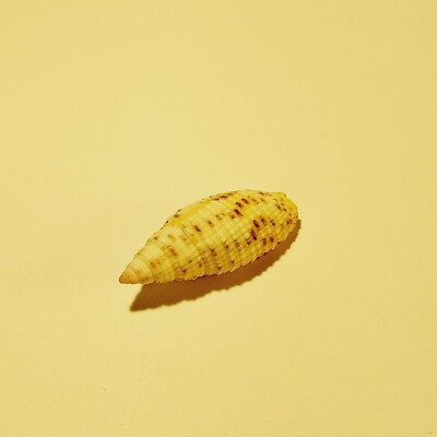 Hand Picked Hawaiian Mitra Gloriola Shell