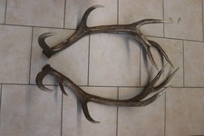 Abwurfstangen Geweihstangen Hirschhorn Hirschgeweih Geweih Horndekoration Passer