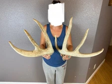 Two Big Whitetail Deer Antlers Sheds Horns  Decor Rattle Rattling Set HUGE