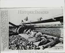 1972 Press Photo Youngsters pick cucumbers at a Lancaster farm in Pennsylvania