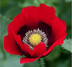 Red Pepper Box Poppy Seeds - Tall Red Poppy, Black Centers - Annuals