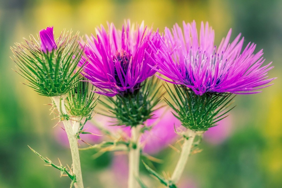 Mariendistel (Silybum Marianum) - Samen, Wildblumensamen, Wiesenblumensamen