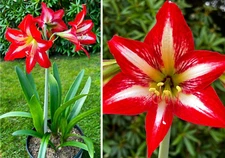 Amaryllis Hippeastrum Flower Plant Hong Kong Variety,  1 Bulb