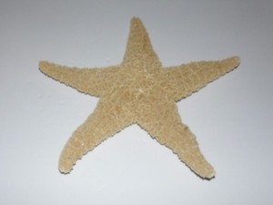 HUGE 12" (304mm) NATURAL DRIED NAUTICAL OCEAN BEACH STARFISH