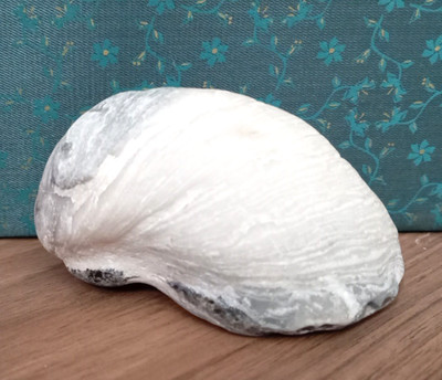 Fossil Auster Gryphaea Teufelszehennagel Promoisel Insel Rügen 9cm 308g #FOS068