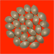 25 seeds of Ginkgo biloba (Maidenhair Tree) from Canada