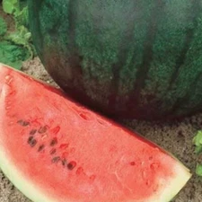 50 Sugar Baby Watermelon Seeds. USA Seeds. Organic. Ships free