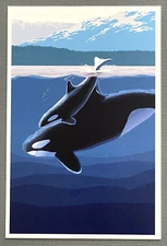 Orca and Calf - Whales - Lantern Press Postcard