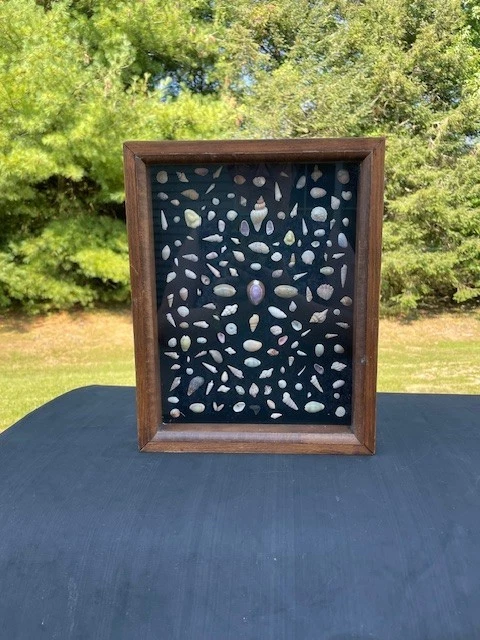 Caja de sombra hecha a mano de conchas sobre marco de madera de terciopelo negro 9.5X12X1.5 Foto 3 de 4