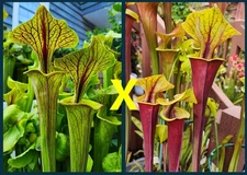 2025 SARRACENIA SEEDS: FLAVA ORNATA SELECT X FLAVA RUBRICORPORA SELECT VIBRANT