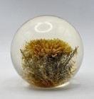 Hafod Grange 1996 Yellow Chrysanthemum Resin Paperweight Handmade