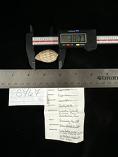 Cypraea Annettae 38.00 Baja Cali Mexico 1988 (S767)