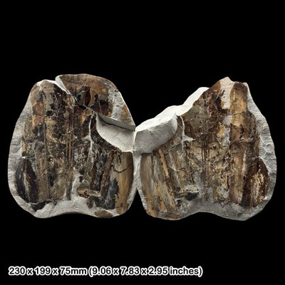 Loligosepia bucklandi Tintenfisch Fossil Jura Lyme Regis Dorset Lower Lias