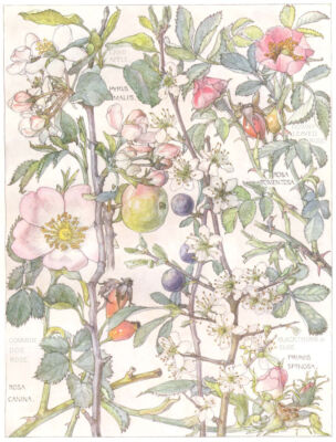 BLUMEN. Rose. Rosaceae. Krabbenapfel; Falsche Blattrose; Schlehdorn oder Schlahe 1907