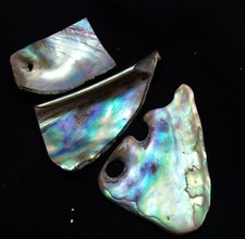 54,40 Ct Natural Abalone Shell Finest Uncut Lot Earth Mine Quality Loose Gems