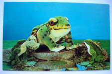 Steiff Zoo Favorites Frogs Grandpappy froggies vintage 60's postcard