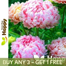 Paeony Aster - 150 Seeds - Delicate Pink - Pink